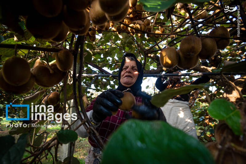 عکس / برداشت کیوی روی شانه زنان شمال 7