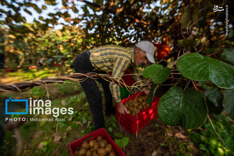 عکس / برداشت کیوی روی شانه زنان شمال 8
