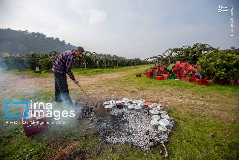 عکس / برداشت کیوی روی شانه زنان شمال 30