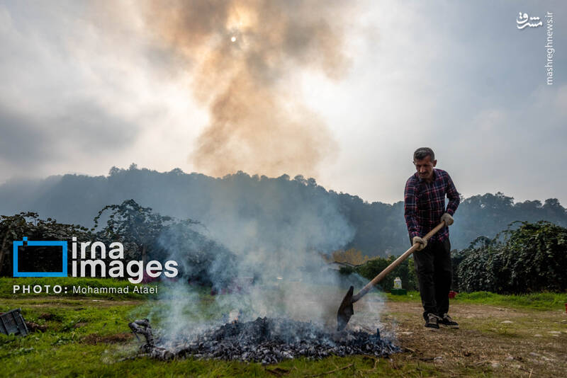 عکس / برداشت کیوی روی شانه زنان شمال 29
