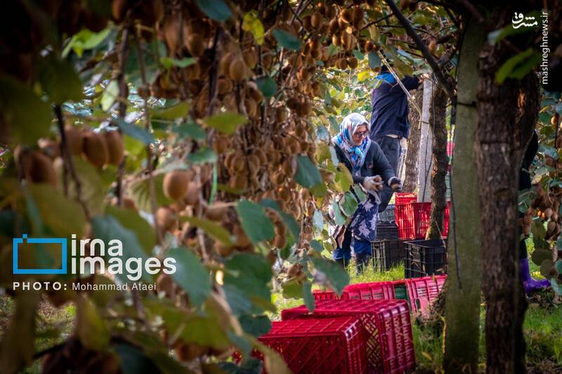 عکس / برداشت کیوی روی شانه زنان شمال 9