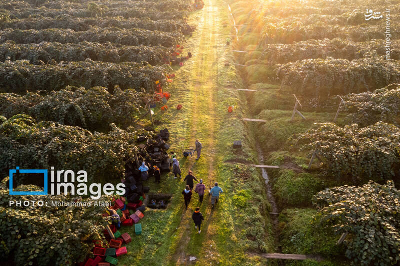 عکس / برداشت کیوی روی شانه زنان شمال 28