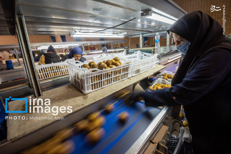 عکس / برداشت کیوی روی شانه زنان شمال 37