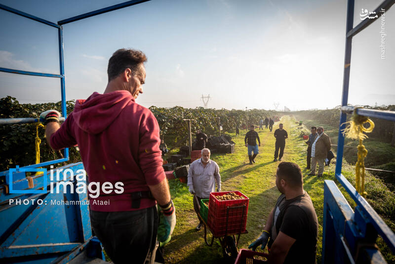 عکس / برداشت کیوی روی شانه زنان شمال 27