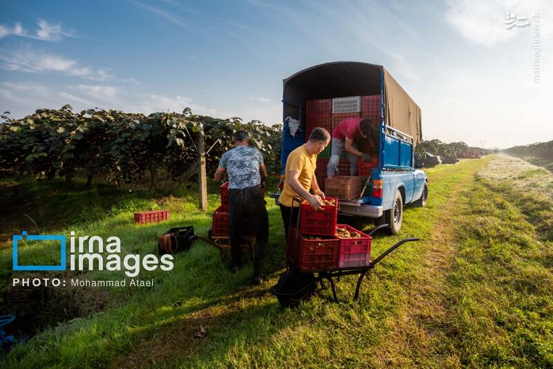 عکس / برداشت کیوی روی شانه زنان شمال 26