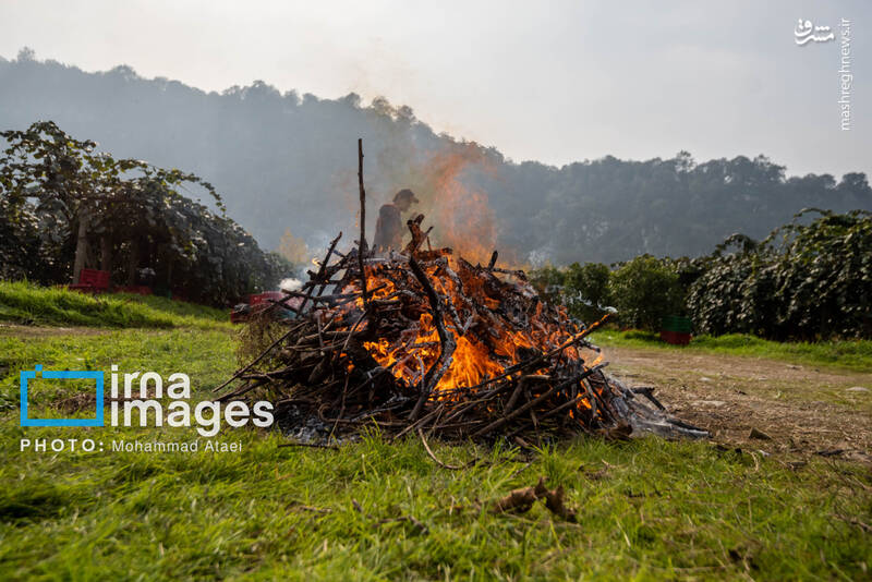 عکس / برداشت کیوی روی شانه زنان شمال 25