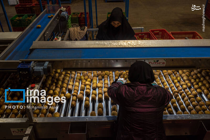 عکس / برداشت کیوی روی شانه زنان شمال 38