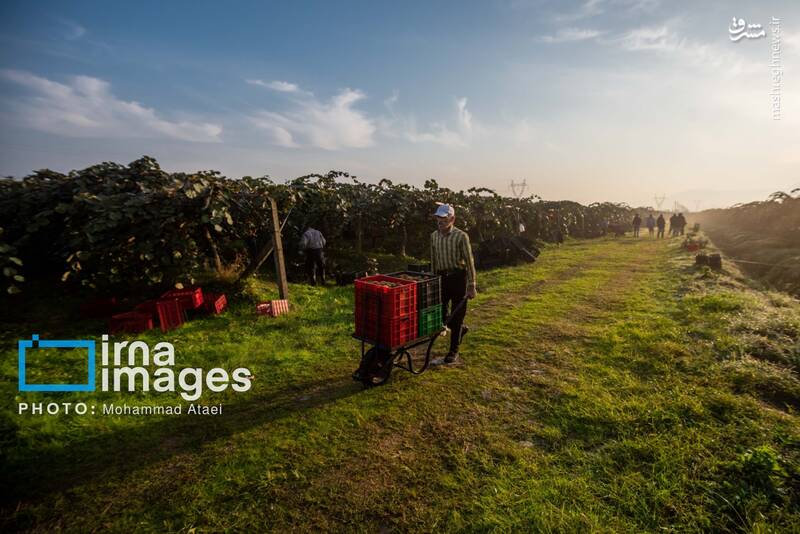 عکس / برداشت کیوی روی شانه زنان شمال 24