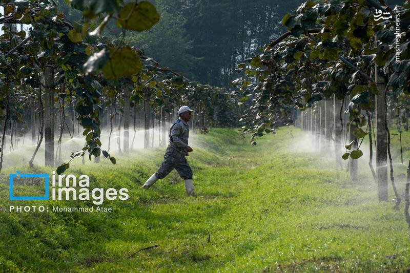 عکس / برداشت کیوی روی شانه زنان شمال 22