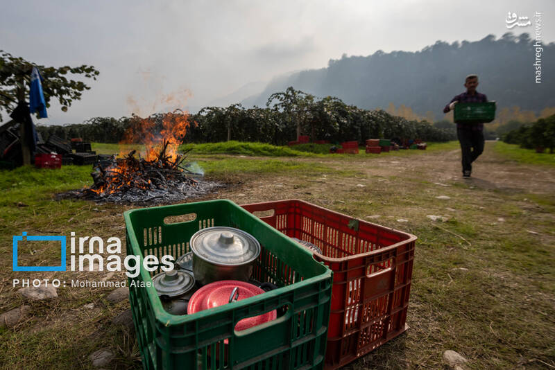 عکس / برداشت کیوی روی شانه زنان شمال 21
