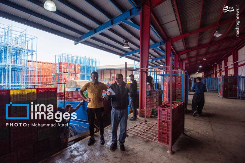 عکس / برداشت کیوی روی شانه زنان شمال 20