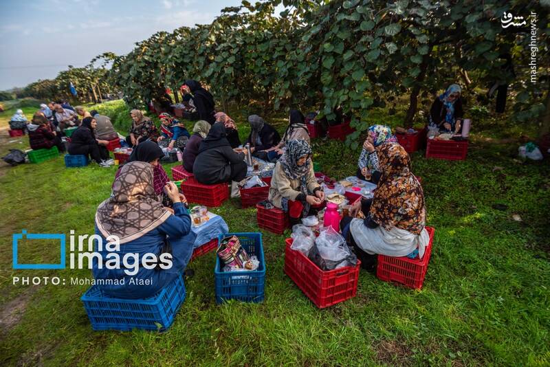 عکس / برداشت کیوی روی شانه زنان شمال 19