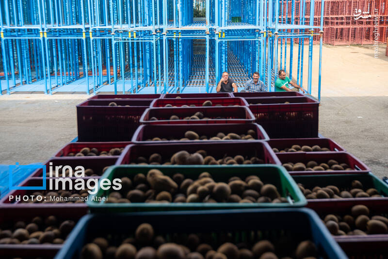 عکس / برداشت کیوی روی شانه زنان شمال 18