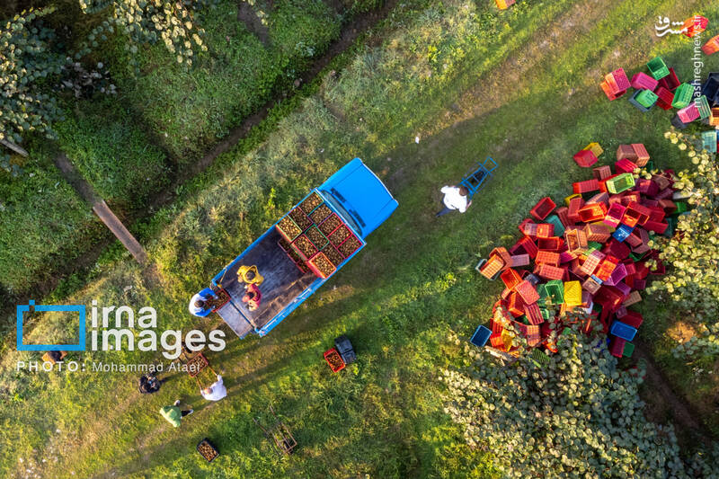 عکس / برداشت کیوی روی شانه زنان شمال 16