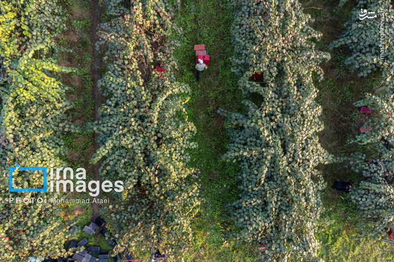 عکس / برداشت کیوی روی شانه زنان شمال 15