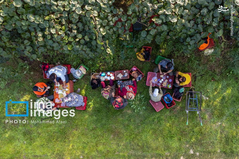 عکس / برداشت کیوی روی شانه زنان شمال 14