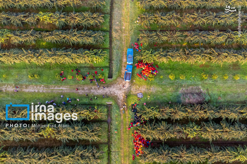 عکس / برداشت کیوی روی شانه زنان شمال 13