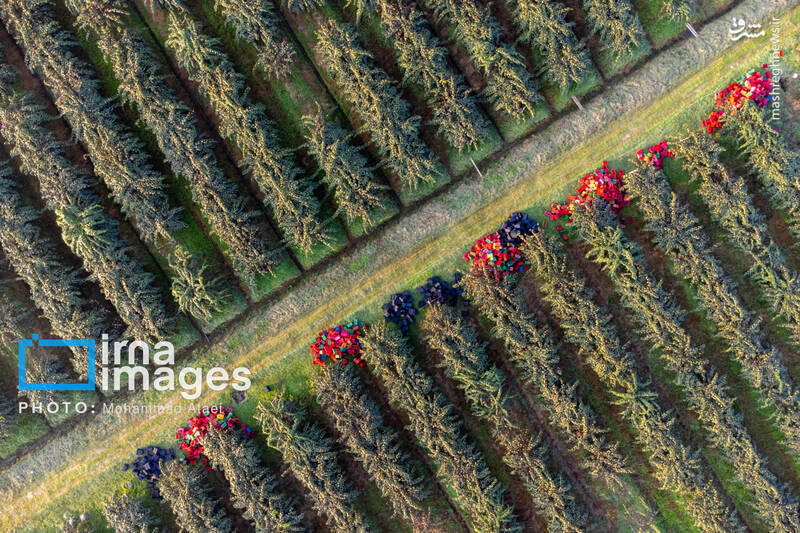 عکس / برداشت کیوی روی شانه زنان شمال 12