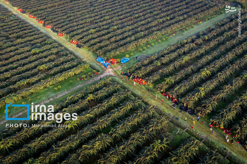 عکس / برداشت کیوی روی شانه زنان شمال 11