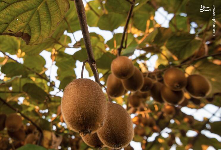 عکس/ برداشت کیوی روی شانه زنان شمال