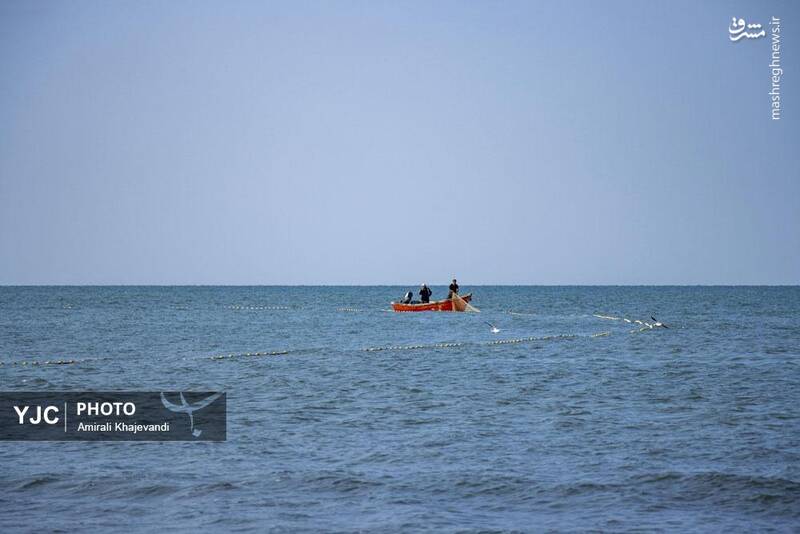 عکس / صید ماهی در مازندران 28