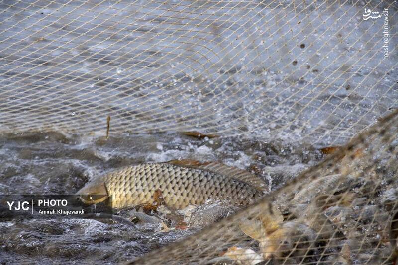 عکس / صید ماهی در مازندران 25