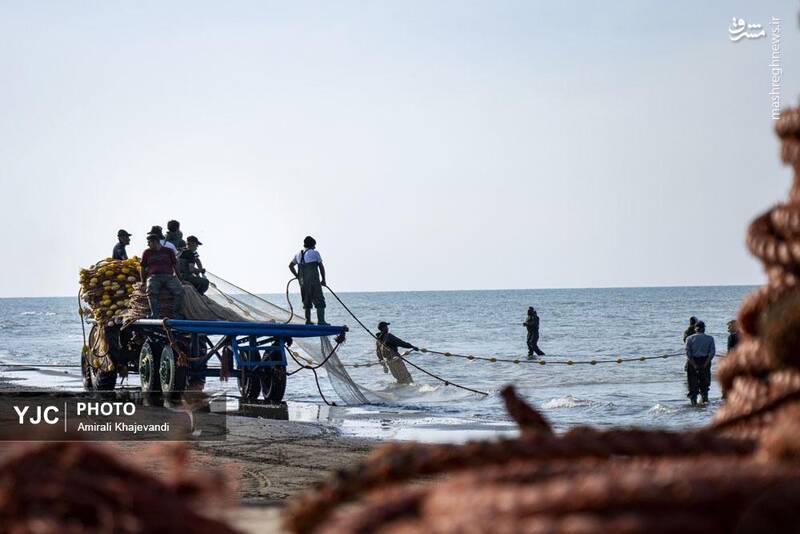 عکس / صید ماهی در مازندران 22