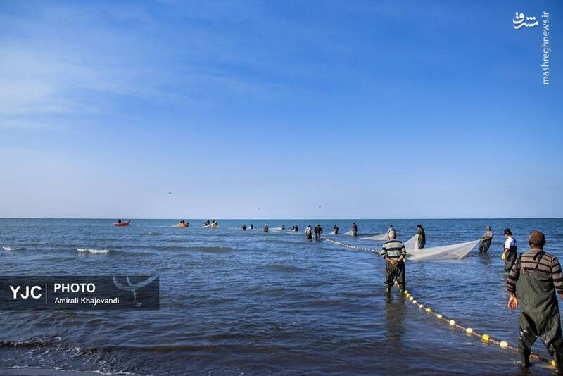 عکس / صید ماهی در مازندران 13