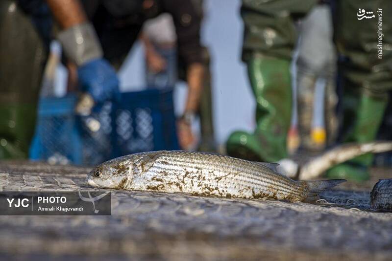 عکس / صید ماهی در مازندران 12