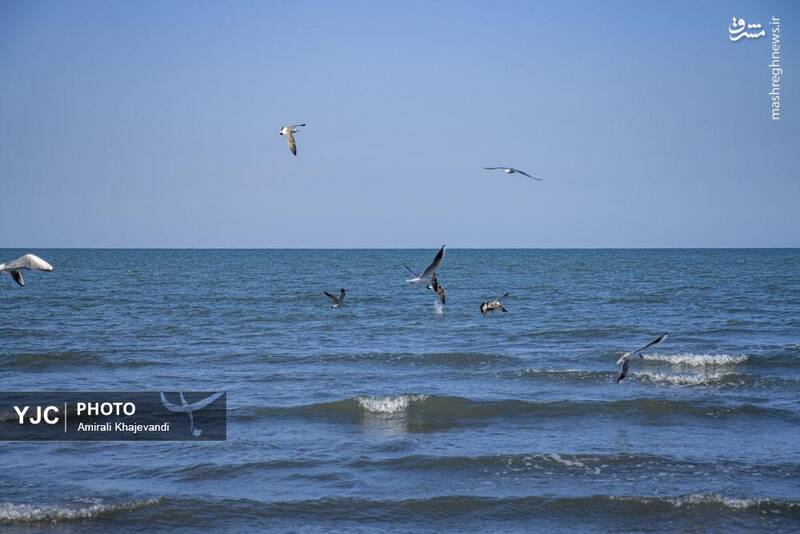 عکس / صید ماهی در مازندران 11