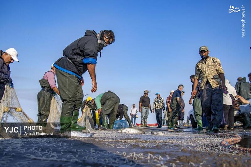 عکس / صید ماهی در مازندران 10