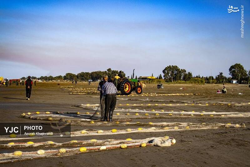 عکس / صید ماهی در مازندران 9