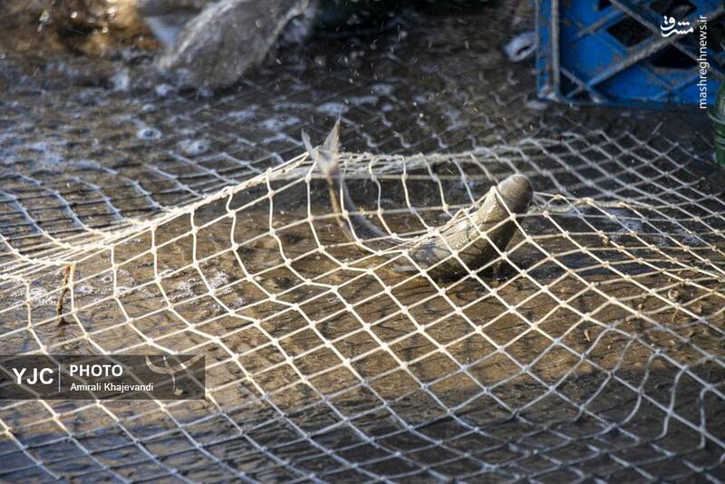 عکس / صید ماهی در مازندران 8