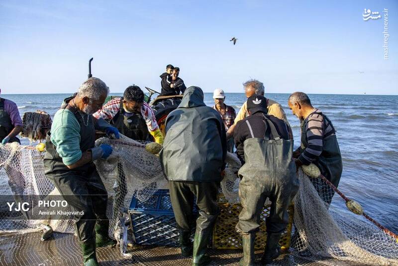 عکس / صید ماهی در مازندران 7