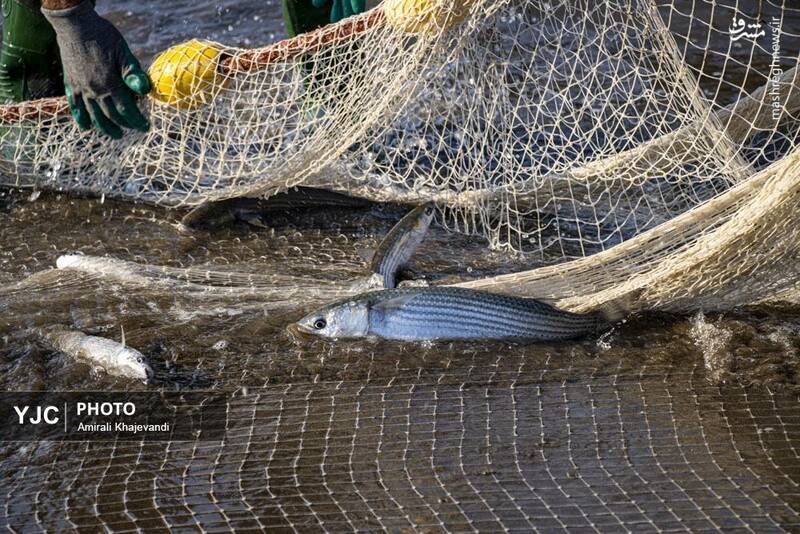 عکس / صید ماهی در مازندران 5