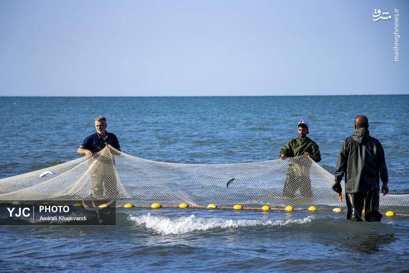 عکس / صید ماهی در مازندران 4