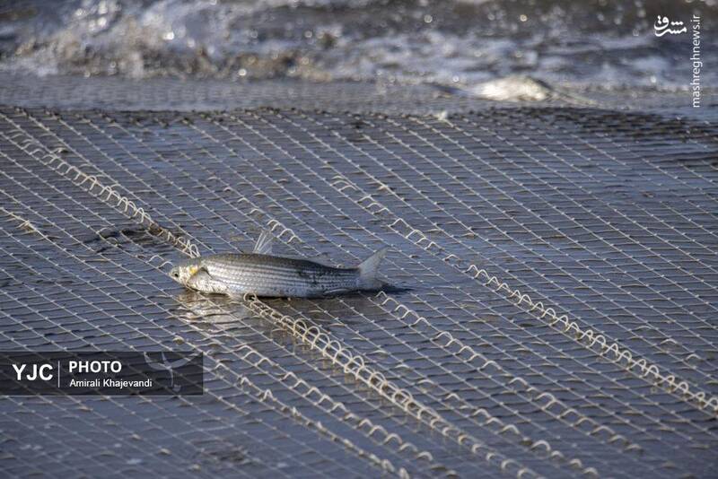 عکس / صید ماهی در مازندران 2