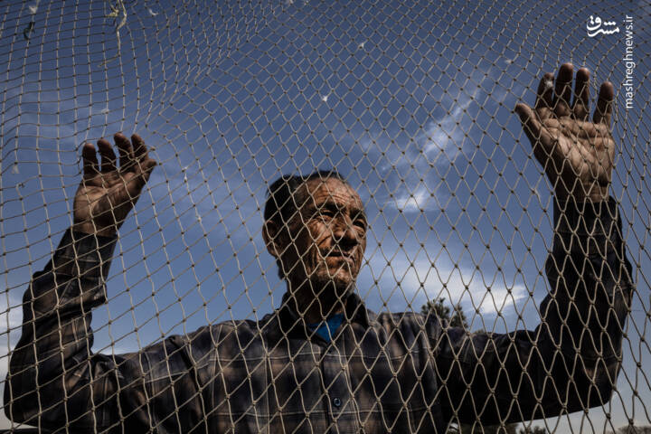 قفسي،فروش،زندگي