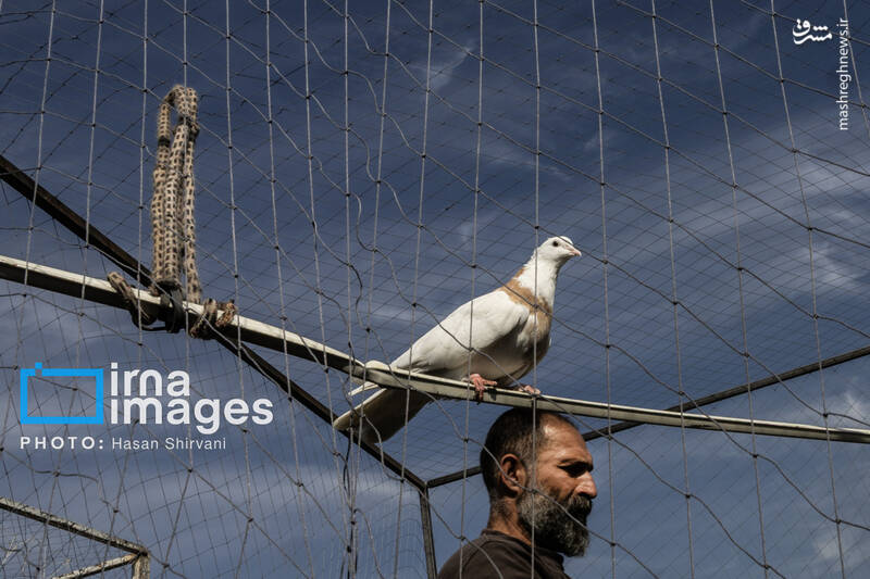 عکس / جمعه‌ها در قفس 15