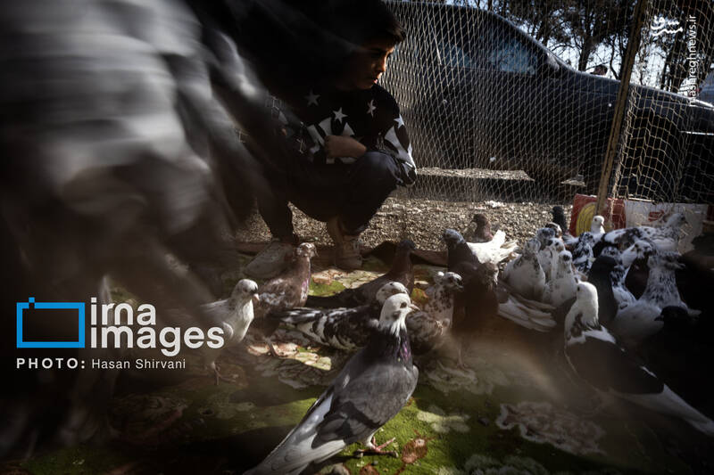 عکس / جمعه‌ها در قفس 19