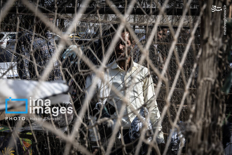 عکس / جمعه‌ها در قفس 18