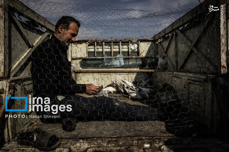 عکس / جمعه‌ها در قفس 16