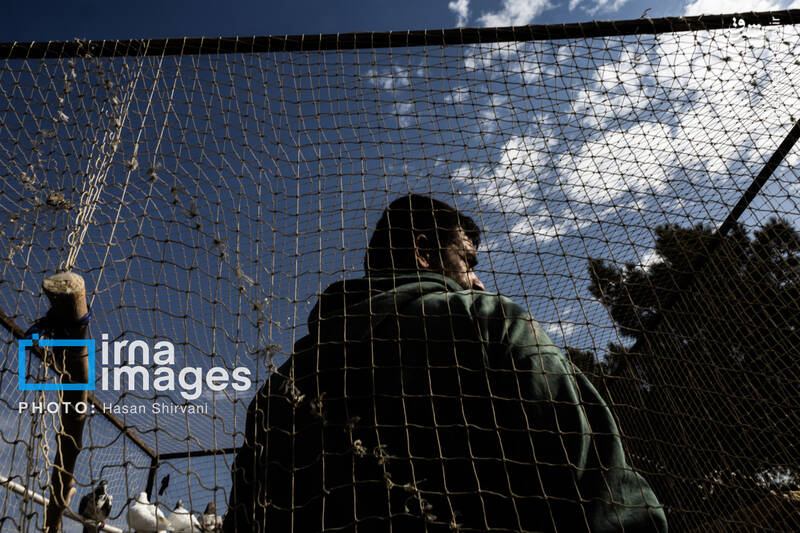 عکس / جمعه‌ها در قفس 13