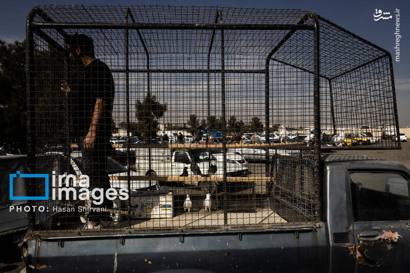 عکس / جمعه‌ها در قفس 12