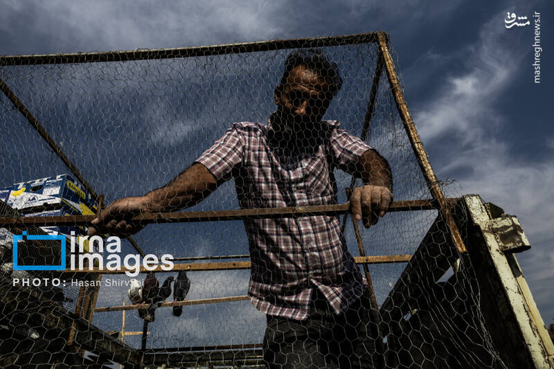 عکس / جمعه‌ها در قفس 11