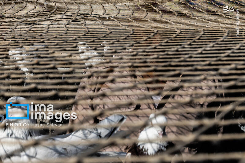 عکس / جمعه‌ها در قفس 8