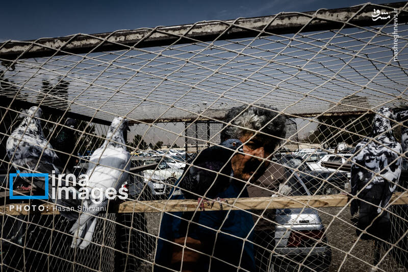 عکس / جمعه‌ها در قفس 5