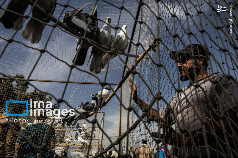 عکس / جمعه‌ها در قفس 3