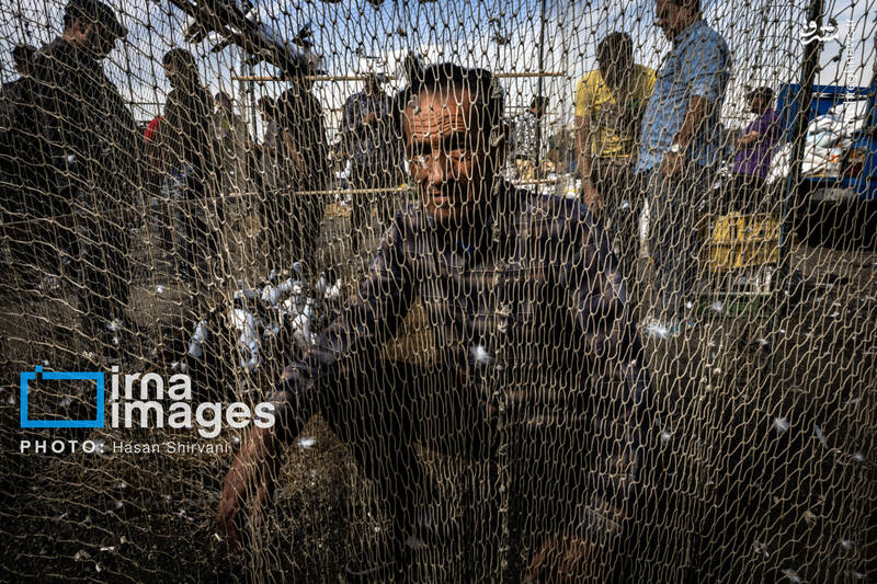 عکس / جمعه‌ها در قفس 2