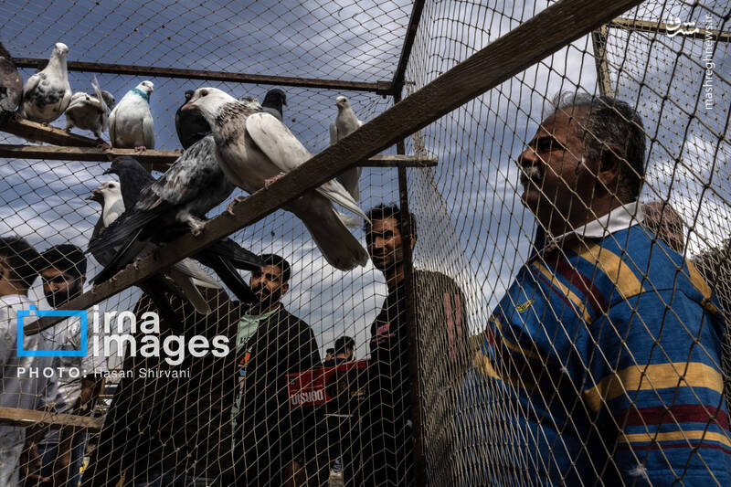 عکس / جمعه‌ها در قفس